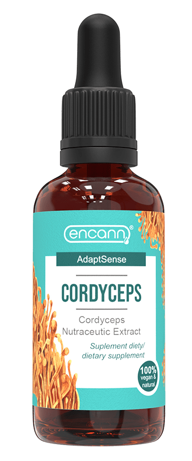ekstrakt cordyceps